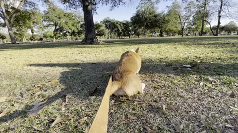 Corgi with leash, 4k 스톡 동영상 147738287