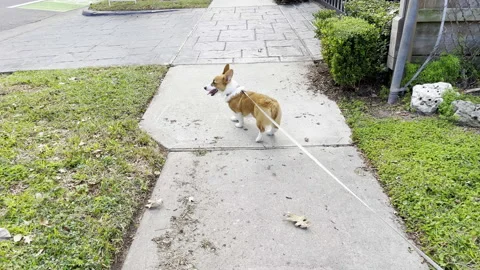 Corgi with leash, 4k Stock-Footage 147740903