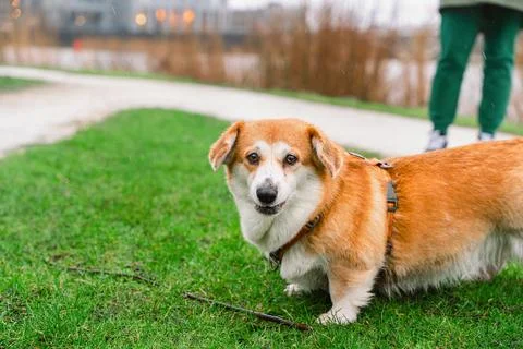 Corgi Looking at Camera During Park Walk Stock Photos
