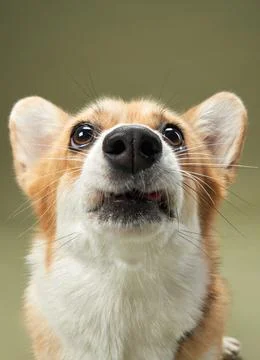 Corgi looking up curiously Stock Photos