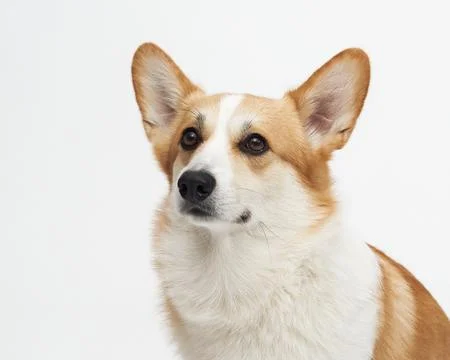 Corgi looking up in studio Stock Photos