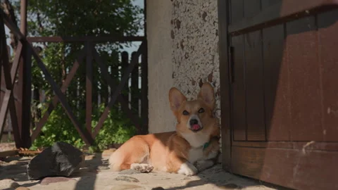 Corgi Lying On Cool Threshold In Shade Quiet Patio Scene With Pebbled Stone Stock Footage 329511579