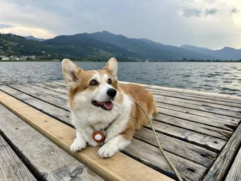 Corgi lying on a dock with a view of calm lake and distant hills Stock Photos