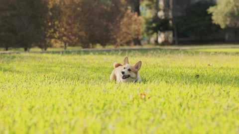 Corgi lying in short grass Stock Footage 320054294