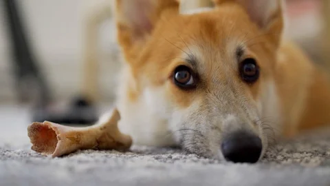 Corgi is lying whit him toy. stock, 4K Stock Footage 127429082