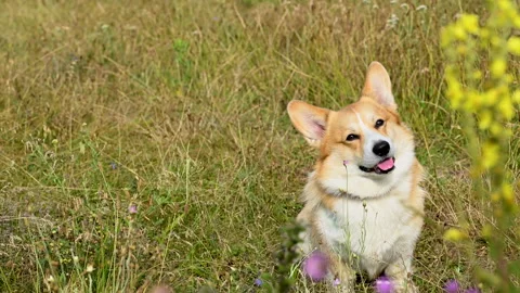 Corgi in the meadow Stock Footage 312978594