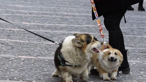 Corgi meeting Stock Footage 124755257