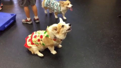 ugly corgis