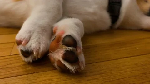 Corgi paw, close up. 4k 스톡 동영상 154601129