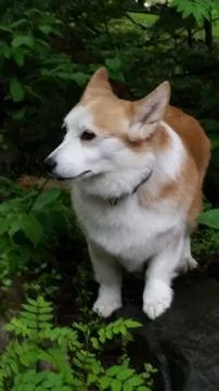 Corgi Stock Photos