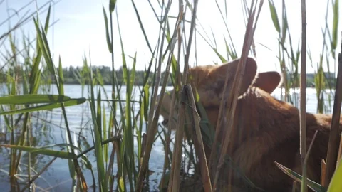 Corgi play in the river Stock Footage 91602848