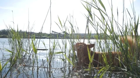 Corgi play in the river Stock Footage 91602937