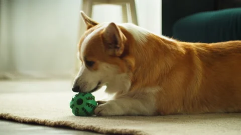 Corgi playing with ball on floor close-up. Little dog lying and biting his toy Stock Footage 164267962