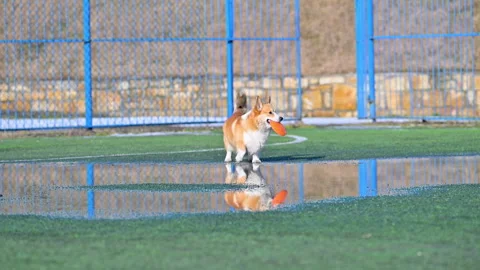 Corgi playing with a frisbee on a playground Stock Footage 329095462