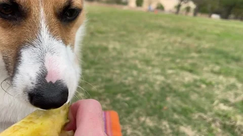 Corgi playing in a Park. 4k Video stock 154599831