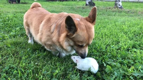 Corgi playing with a pet rat on the grass 動画素材 116505505
