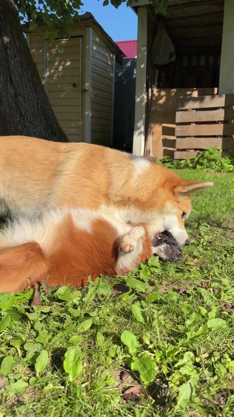 A corgi plays with another dog on the grass in a yard near a tree and small shed Stock Footage 341111738