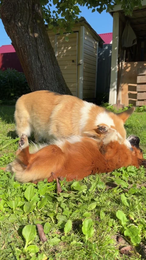 A corgi plays with another dog on the grass in a sunny yard with a tree and outb Видео 341677912