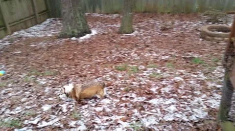 Corgi Plays in the Snow Stock Footage 47325032