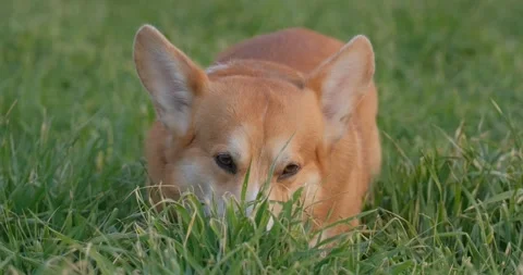 Corgi portrait in the field Stock Footage 145020997