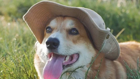 Corgi portrait in hat Video stock 92385375