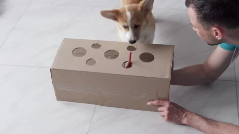 Corgi puppy plays box game, reaching for sausage treat indoors. Stock Footage 336195059