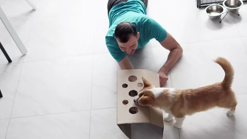Corgi puppy plays box game, reaching for sausage treat indoors. Stock Footage 336195064
