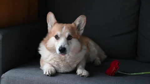 Corgi Relaxing on Couch with Red Flower Beside Stock Footage 306735823