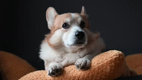 Corgi Resting on a Cozy Pillow Looking Relaxed Stock Footage 307237336