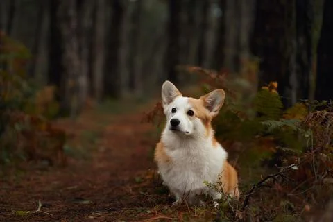 Corgi resting in forest clearing Stock Photos