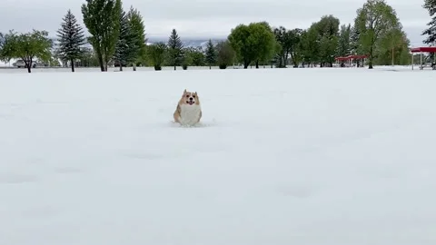 Corgi running and playing in the snow Stock Footage 172225066