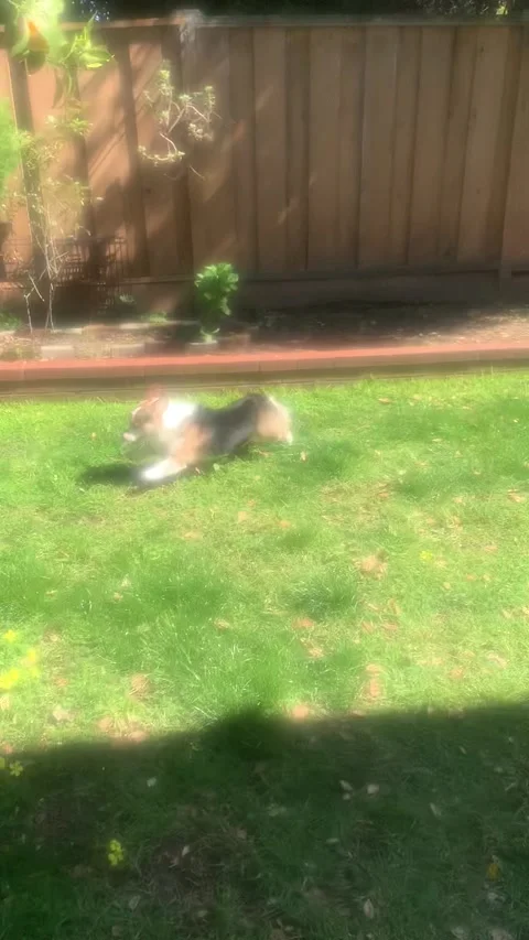 Corgi running around in backyard Stock Footage 287900618