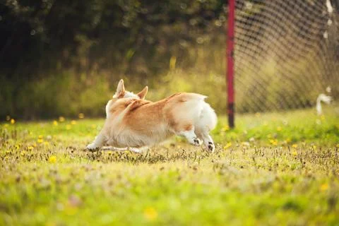 Corgi running in the parc, back view Stock Photos