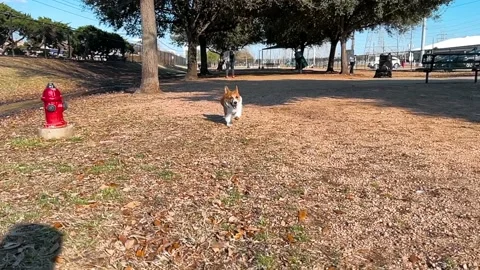 Corgi running in the park. Slow motion effect. 4k Video stock 154602148