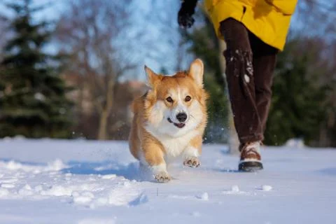 Corgi Running Toward Camera in Snow with Owner During Winter Walk Training .. Stock Photos