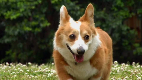 The Corgi Running Towards Me Stock Footage 327606254