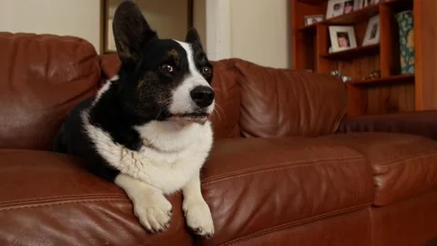 Corgi sat on sofa watching light change 4K Stock Footage 143048991