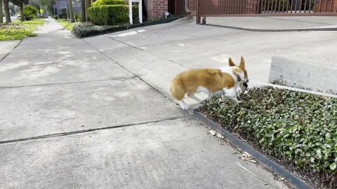 Corgi scared with leash, 4k 스톡 동영상 147740197