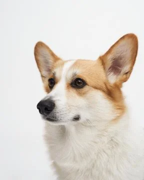 Corgi sitting facing front Stock Photos