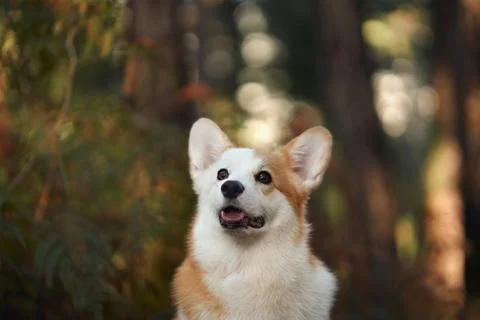 Corgi sitting in a forest looking alert Stock Photos