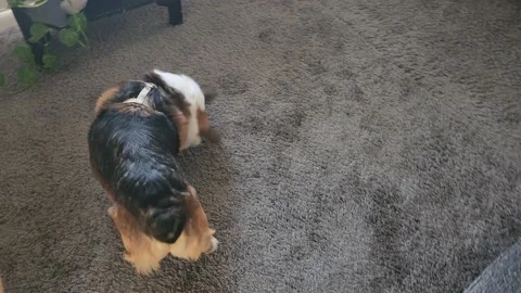 Corgi Sitting Inside of House Stock Footage 220873491