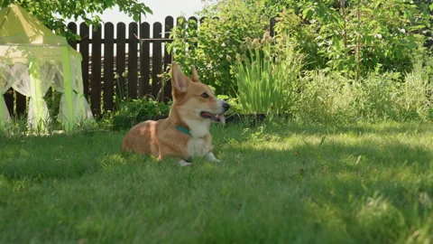 Corgi Sitting On Lush Grass In Front Of Small Playhouse, Joyful Expression With Stock Footage 324616759