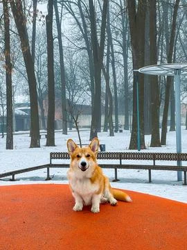 Corgi sitting on orange playground structure in a snowy park during a foggy d Stock Photos