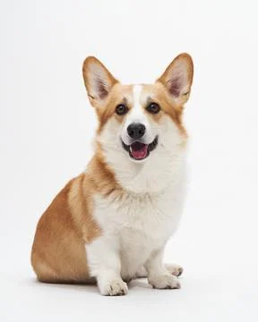 Corgi sitting smiling Stock Photos