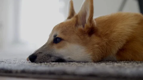 A corgi is sleeping. Stock, 4K Stock Footage 127428864
