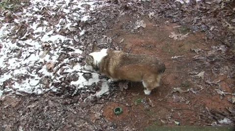 Corgi in the Snow Stock Footage 47324972