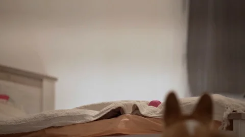 Corgi take the ball from the bed Stock Footage 127379440