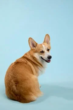 Corgi turning pose back view Stock Photos