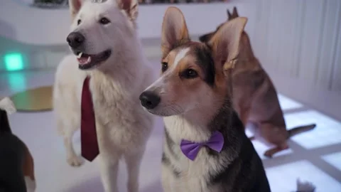 Corgi in violet bowtie sitting in a white room with dogs licking lips, sniffing Stock Footage 143163537
