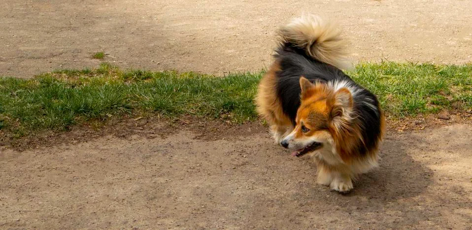 Corgi for a walk in the park. Empty Corgi with a fluffy tail. Foto stock